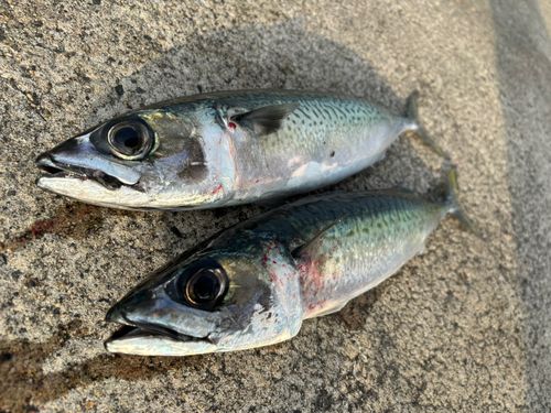 サバの釣果