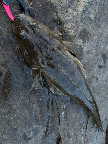 マゴチの釣果