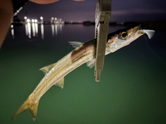 カマスの釣果