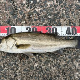 セイゴ（マルスズキ）