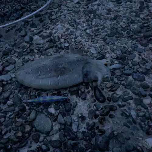 コウイカの釣果