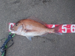 タイの釣果