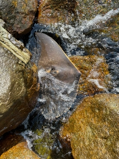 アカエイの釣果