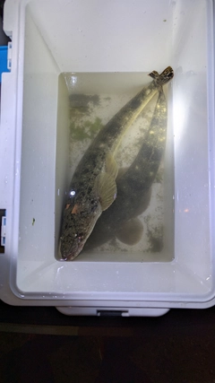 マゴチの釣果