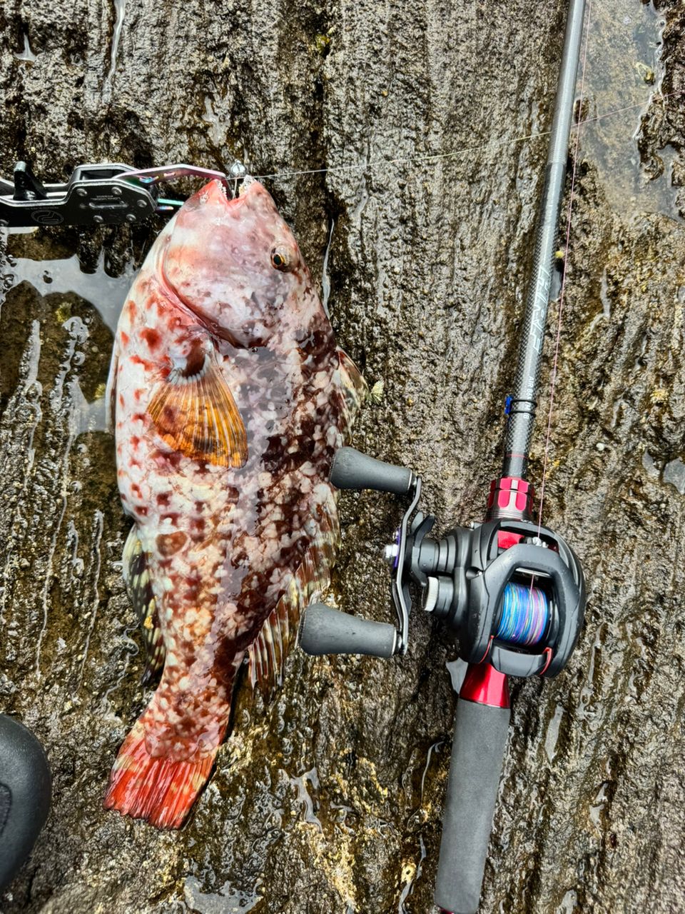 DAIWA 21HRF® (ハードロックフィッシュ) エア 86M/MHB・Nの最