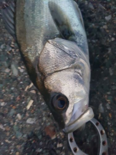 セイゴ（マルスズキ）の釣果