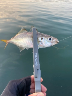 キスの釣果
