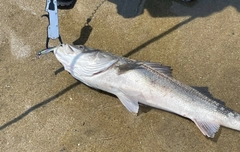 スズキの釣果