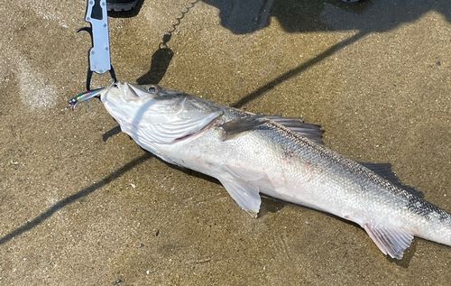 スズキの釣果