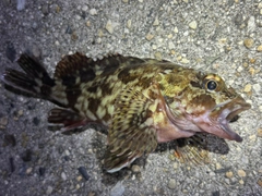 カサゴの釣果