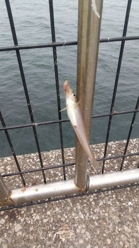 シロギスの釣果