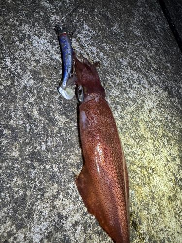 イカの釣果
