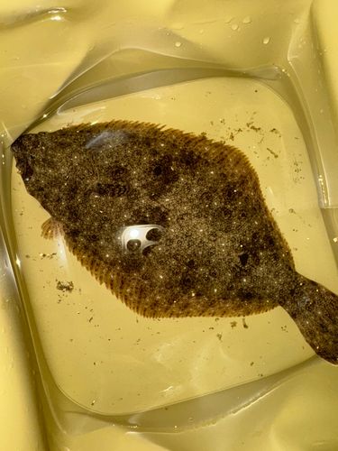 ヒラメの釣果