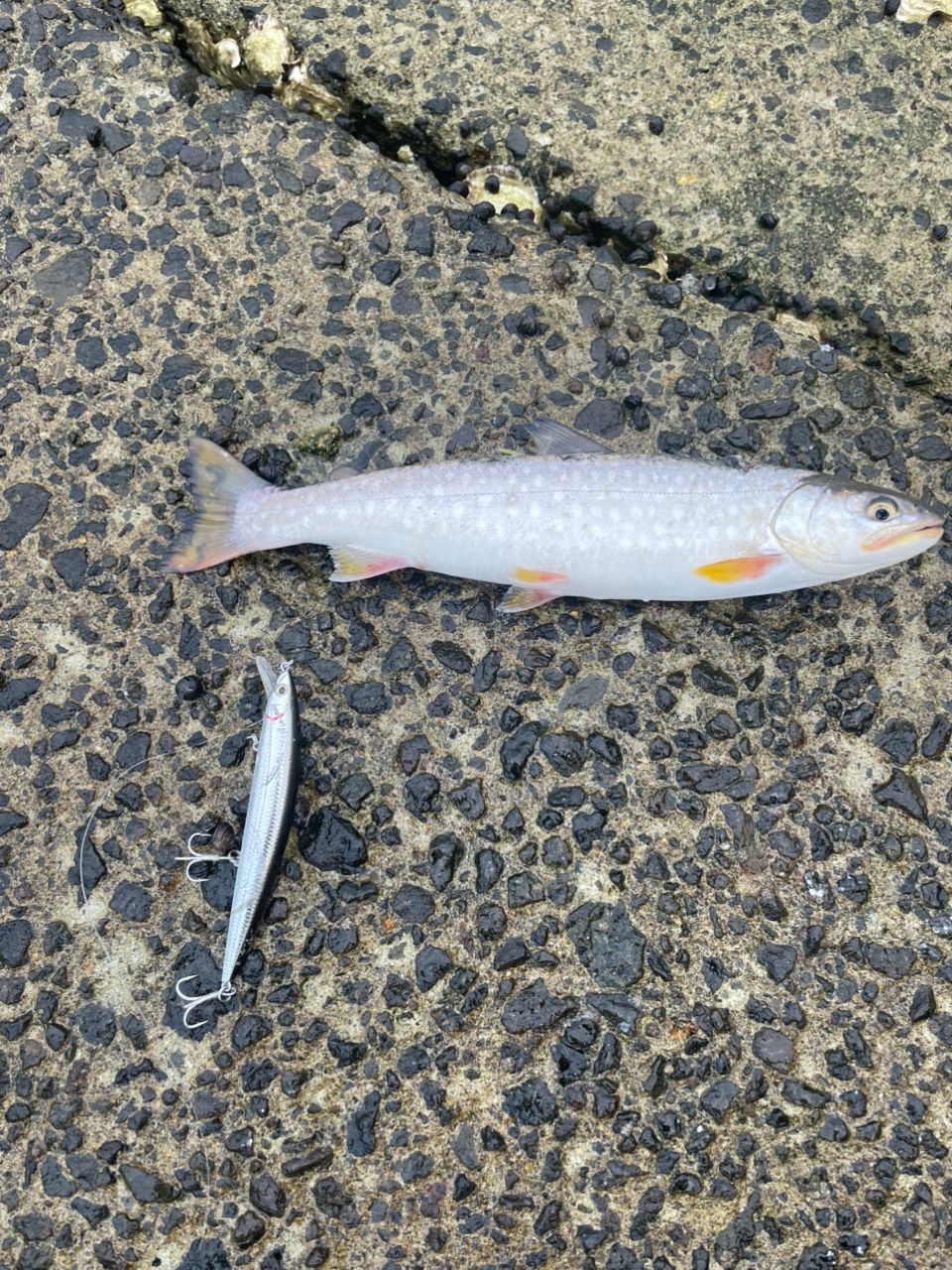アメマス