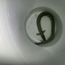 ウナギ