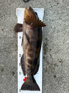 アイナメの釣果