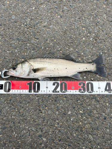 セイゴ（マルスズキ）の釣果