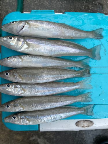 シロギスの釣果