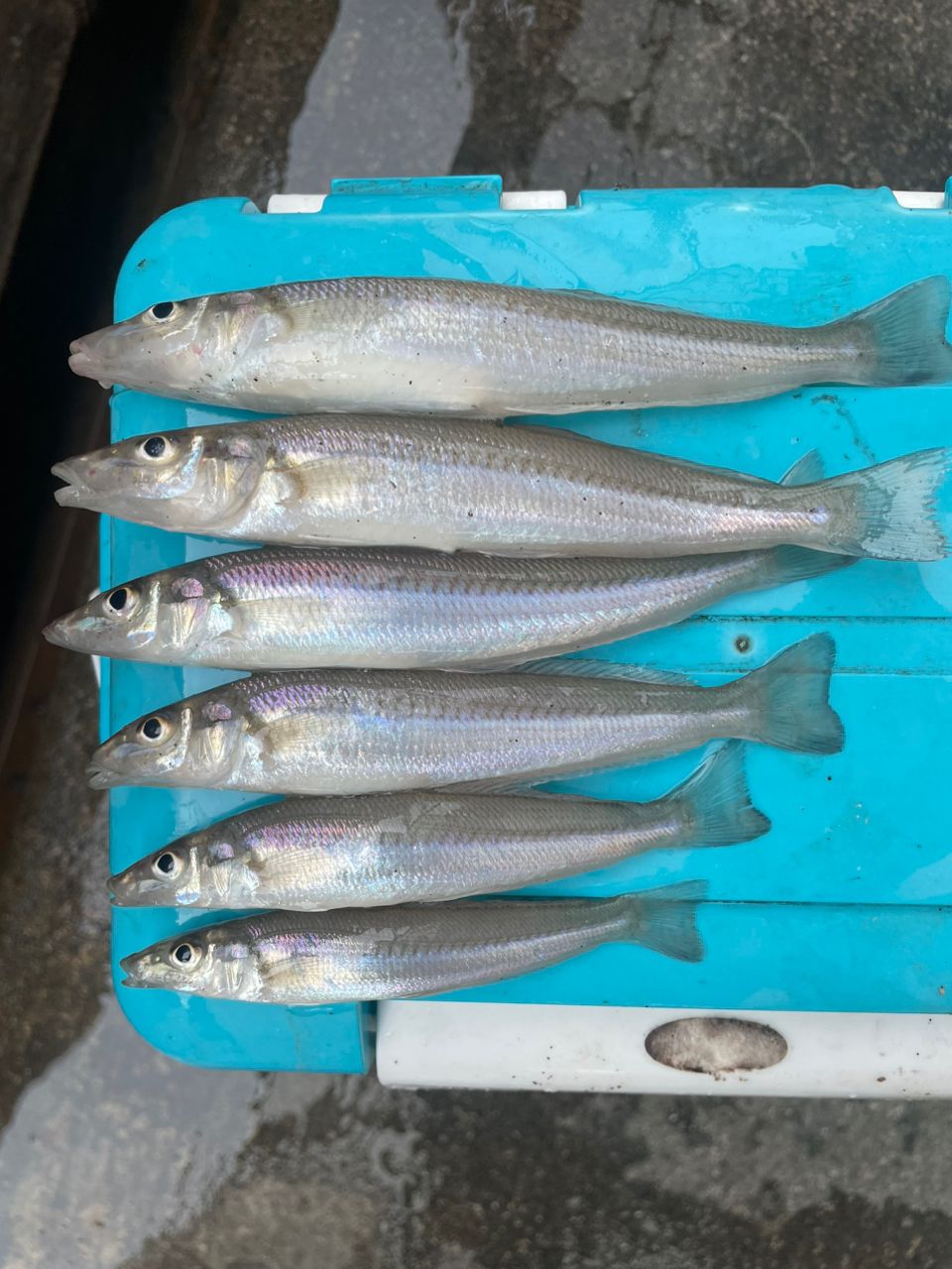 シロギス