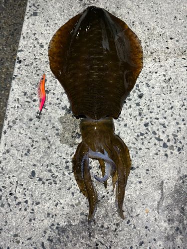 アオリイカの釣果