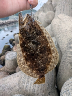 ソゲの釣果