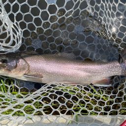 レインボートラウト