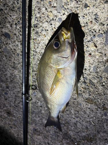 イサキの釣果