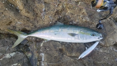 メジロの釣果