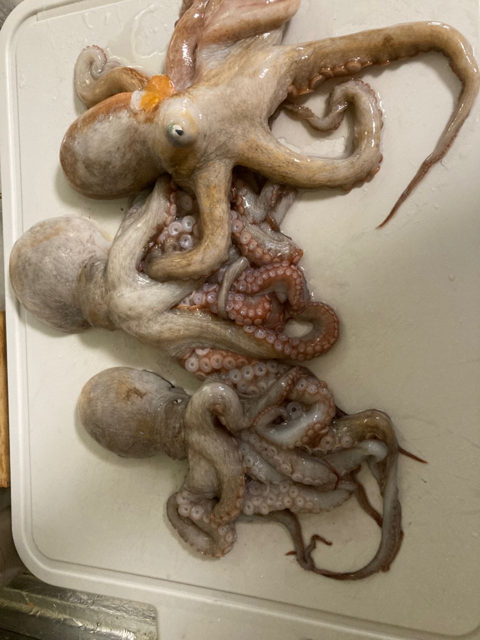 タコ