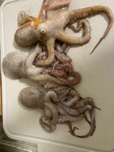 タコの釣果