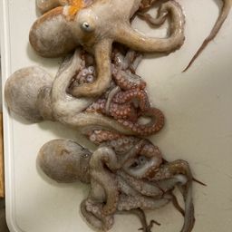 タコ
