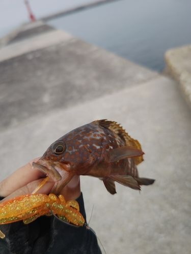 キジハタの釣果