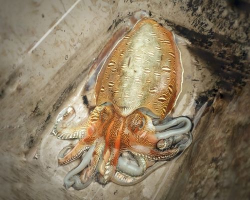 モンゴウイカの釣果