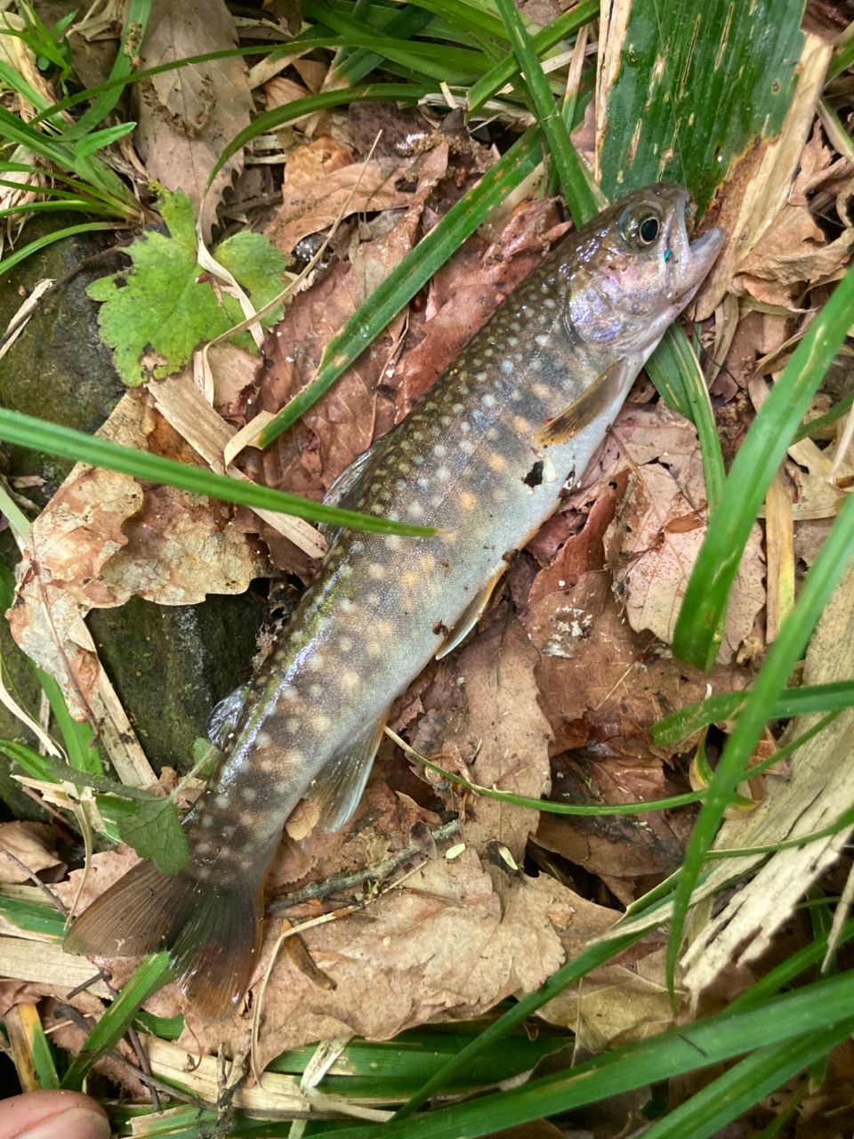 ニッコウイワナ