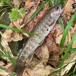 ニッコウイワナ