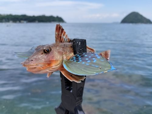 ホウボウの釣果