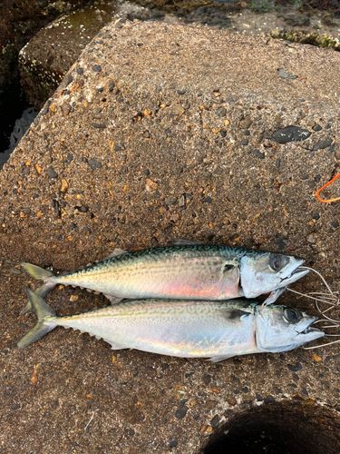 サバの釣果
