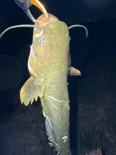 ナマズの釣果