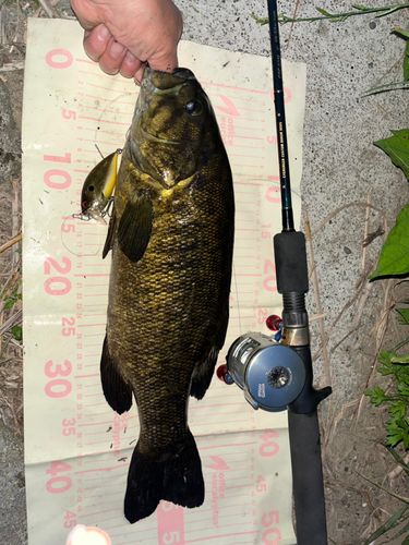 スモールマウスバスの釣果
