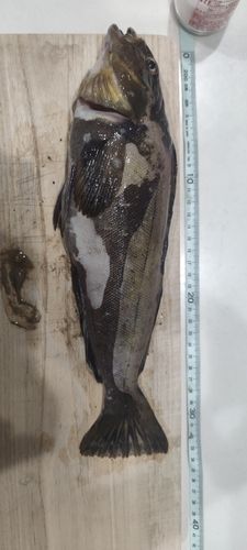 アイナメの釣果