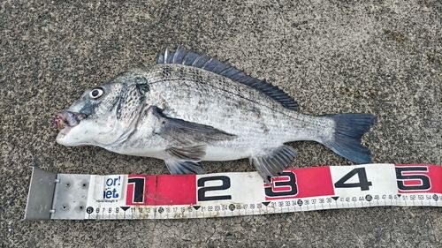 チヌの釣果