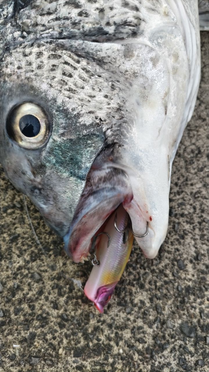 チヌ