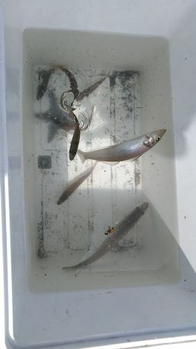 シロギスの釣果