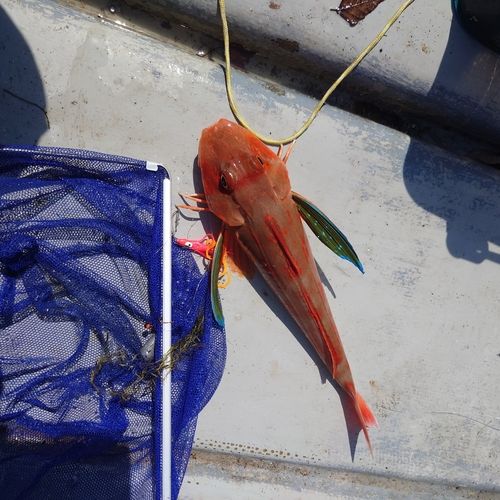 ホウボウの釣果