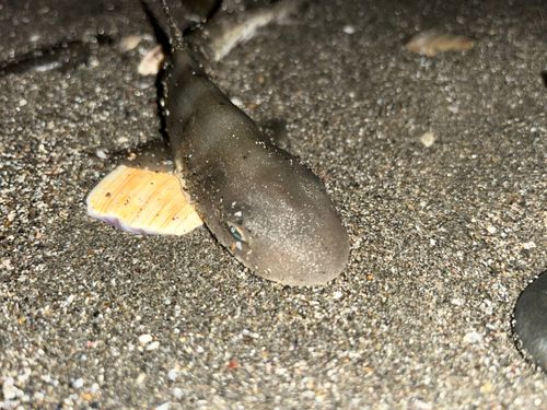 ドチザメの釣果