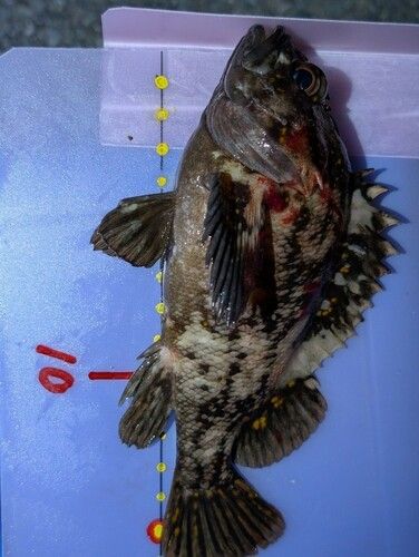 オウゴンムラソイの釣果