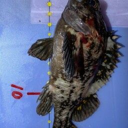 オウゴンムラソイ