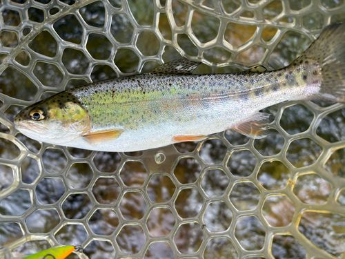 ニジマスの釣果