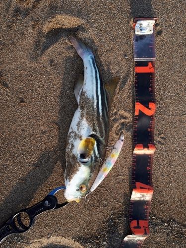 シマフグの釣果