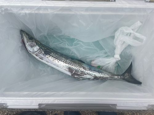 サゴシの釣果
